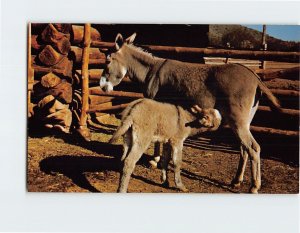 Postcard Donkeys Harvest with her Mother Brighty Phoenix Arizona USA