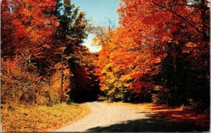 Autumn Tree Line Vivid Vermont VT Dirt Road Postcard WOB Note c1960 PM Cancelled 