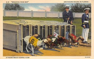 Greyhound Racing In Florida Miami Beach Kennel Club Miami, Florida USA View I...