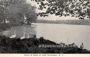 Swans & Geese - Lake Huntington, New York