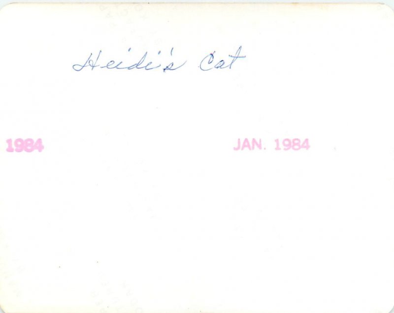 1984 Snap Shot Long Hair Orange Tabby Cat With Blocks Spelling His Name Frisky