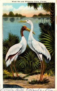 Florida Beautiful Wood Ibis and Whooping Crane 1925