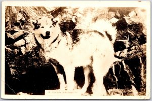 1942 A Yukon Malamute Alaskan Dog RPPC Real Photo Posted Postcard