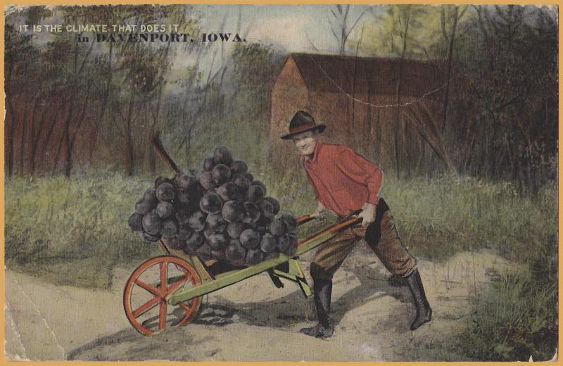 Davenport, Iowa, Exaggerated Fruit, Giant Grapes It is the climate... 1912