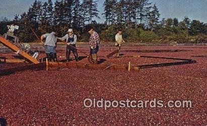 Cranberry Harvest Farming Unused 