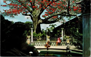 Historic Indian Kapok Tree N Haines Road Clearwater Florida Chrome Postcard 