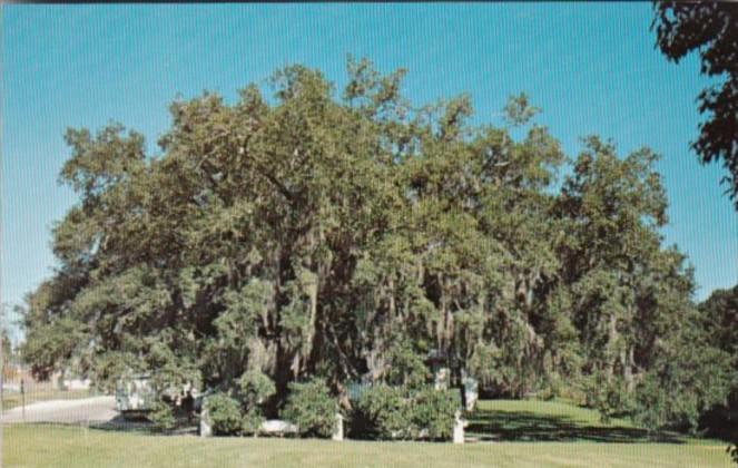 Louisiana St Martinsville The Evangeline Oak On Bayou Teche