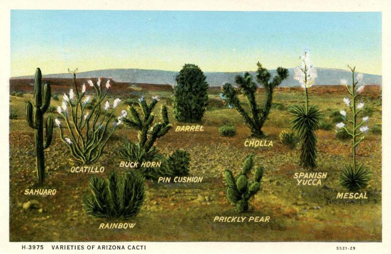 AZ - Varieties of Arizona Cacti