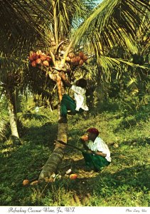 VINTAGE POSTCARD CONTINENTAL SIZE REFRESHING COCONUT WATER JAMAICA WEST INDIES