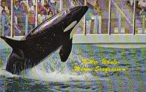 Florida Miami Killer Whale At Miami Seaquarium