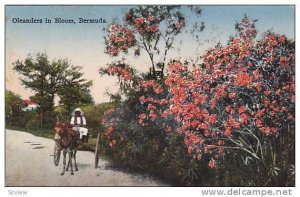 Donkey cart & Oleanders in Bloom, Bermuda, PU-1934