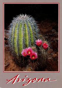 Arizona Hedgehog Cactus Blooming At Sundown