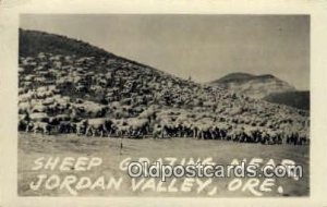 Real Photo - Sheep Grazing - Jordan Valley, Oregon