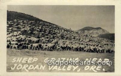 Real Photo - Sheep Grazing - Jordan Valley, Oregon OR  