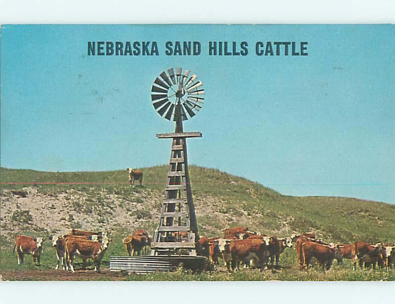 Pre-1980 CATTLE AT WINDMILL WEATHER VANE & SAND HILLS State of Nebraska NE t5277