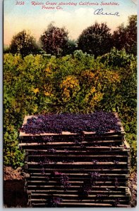 Vtg California CA Raisin Grape Absorbing Sunshine Fresno County 1910s Postcard