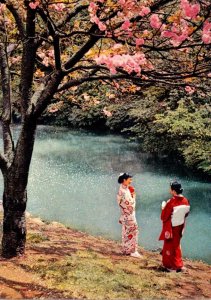 Japan Scene At Cherry Blossom Time