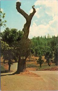 Hangman's Tree at Second Garrote, Mother Lode Country, California