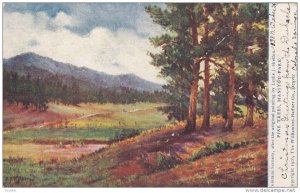 COLORADO SPRINGS, Colorado, PU-1906; Pine Trees, Manitou Park