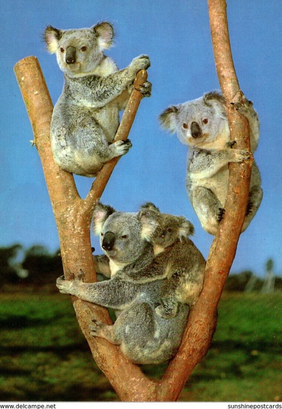 Australia Typical Koala Family