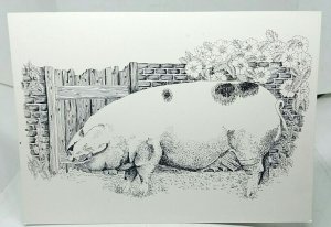 Kilcot Ellen 2 Kilcot Pedigree Pigs Vintage Art Drawing Postcard