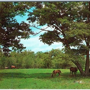 c1970s Park Ridge, NJ Greetings from Generic Horse Grazing Farm Chrome PC A304