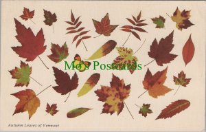 Nature Postcard-Trees,Autumn Leaves of Vermont, America. Posted 1973 - RS30875