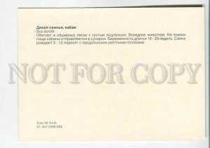 195574 Europe wild boar old postcard