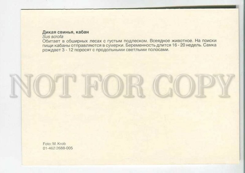 195574 Europe wild boar old postcard