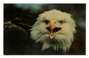 Birds - Bald Eagle, Adult Male