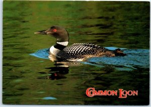 Postcard - Common Loon