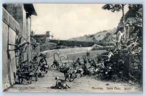 Rajasthan India Postcard Monkeys Galta Pass Jaipur c1910 Unposted Antique