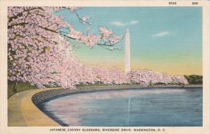 Washington D C Japanese Cherry Blossoms On Riverside Drive