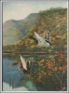 Arizona, Mallard Ducks 3-D Hologram Postcard