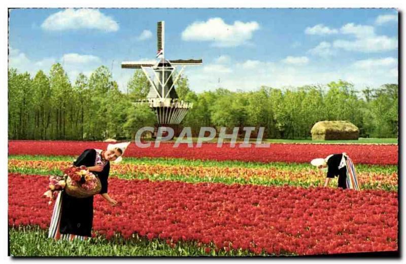 Modern Postcard Holland Bloemenland Molealand Land Of Flowers and Wind Mills ...