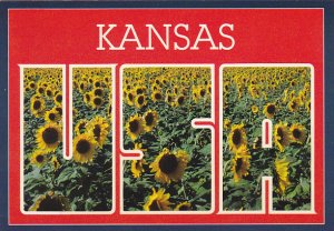 Field Of Sunflowers In Kansas