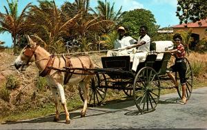 Barbados Old Donkey Drawn Buggy On A Country Road