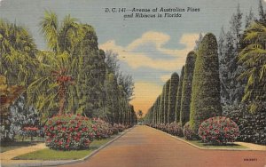 A Avenue of Australian Pines and Hibiscus Misc, Florida