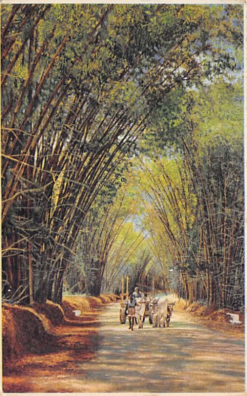 Bamboo Avenue St. Elizabeth Jamaica 1952 