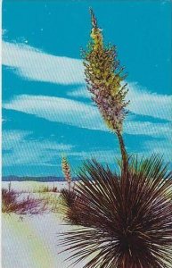 New Mexico Yucca In Bloom In The Desert