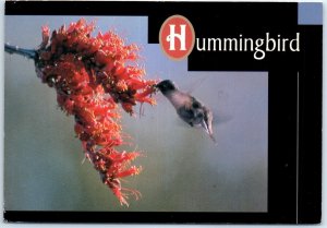 Postcard - Desert Hummingbird (Archilochus alexander)