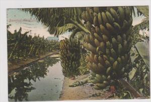 LP35   Bananas, Honolulu, Hawaii, postcard, PU1909.