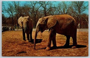 Animals~Missouri~African Bush Elephants @ St Louis Zoo Garden~Vintage Postcard