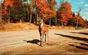 Wisconsin Wausau A Deer Crossing