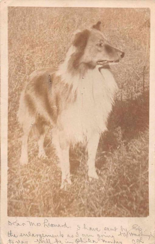 Dog  Rough Collie Standing in Grass Real Photo Antique Postcard J64236