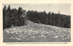 br106441 sheep grazing famous pasturelands new zealand sheep