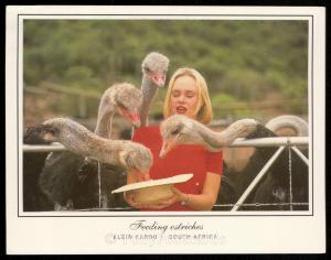 Feeding Ostriches - Klein Karoo