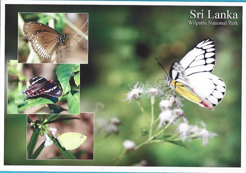 SRI LANKA BUTTERFLY - WILPATTU NATIONAL PARK - MAIL CARD FROM SRI LANKA