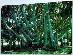 M-63341 Banyan Tree Florida