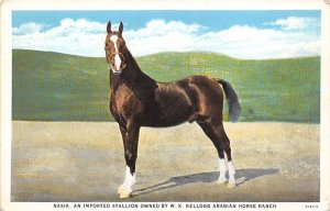 Nasik, Imported Stallion owned by WK Kellogg Arabian Horse Ranch Horses Unused 